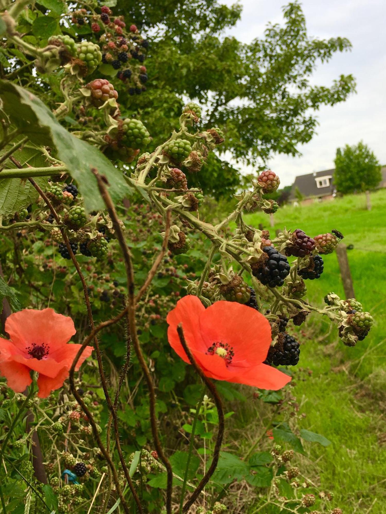 Bed And Breakfast De Bosakker Epse Bagian luar foto